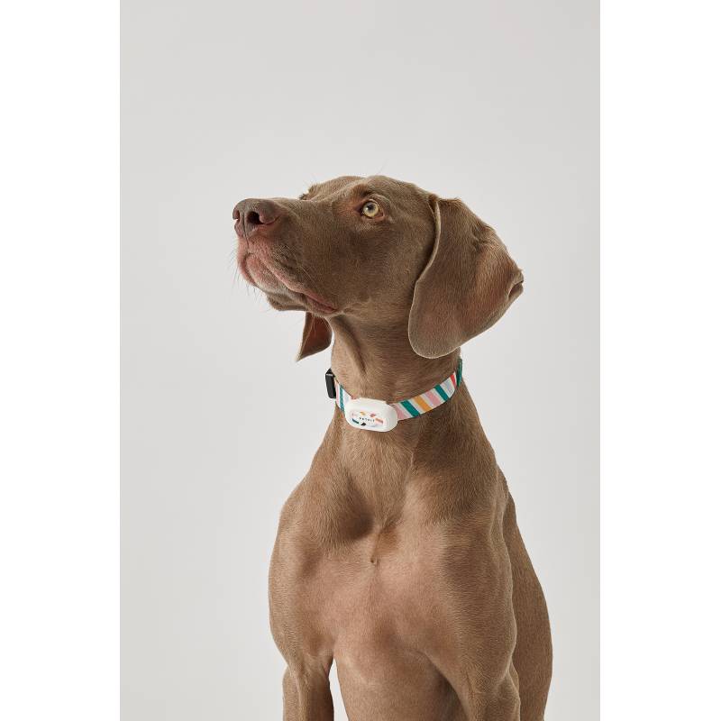 Collier analyseur d'activités pour chiens