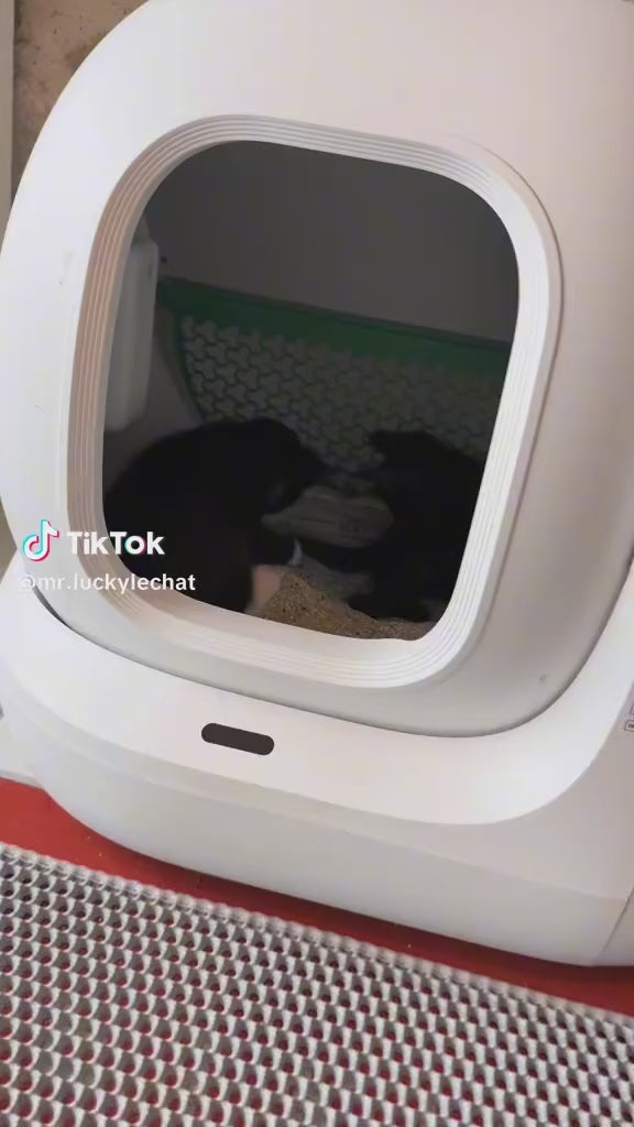 Lucky le chat